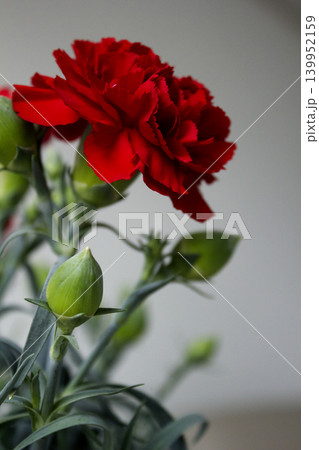 It is a red carnation flowerpot. It is a red carnation flowerpot. 139952159