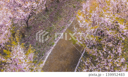 April 27 2026 Hakodate Hokuto Cherry Blossom Aerial Path April 27 2026 Hakodate Hokuto Cherry Blossom Aerial Path 139952483