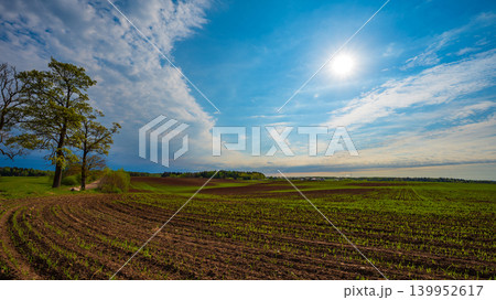 Green Corn Plants Growing in Cultivated Rows with Overcast Sky Background 139952617