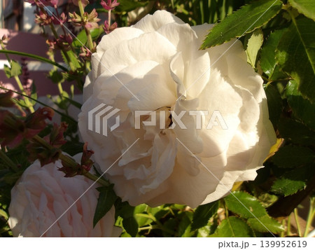 White rose in full bloom with garden foliage. White rose in full bloom with garden foliage. 139952619