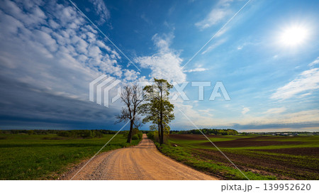 Green Corn Plants Growing in Cultivated Rows with Overcast Sky Background 139952620
