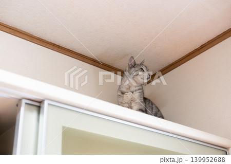 棚の上に隠れる猫 サバトラ猫 棚の上に隠れる猫 サバトラ猫 139952688