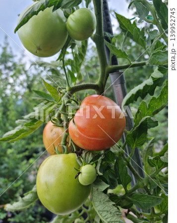 It's a bunch of tomatoes. 139952745