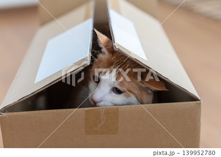 ダンボール箱に入った猫　茶トラ白 139952780