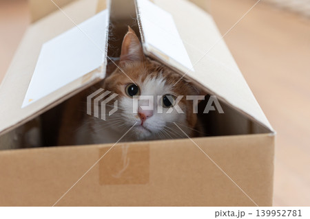 ダンボール箱に入った猫　茶トラ白 139952781