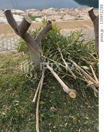 Tree pruning near a lakeside with cut branches and stumps, providing a natural background Tree pruning near a lakeside with cut branches and stumps, providing a natural background 139952789