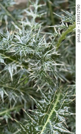 Thorny green plant with sharp spiky leaves, close-up view, suitable for nature-themed background Thorny green plant with sharp spiky leaves, close-up view, suitable for nature-themed background 139952790