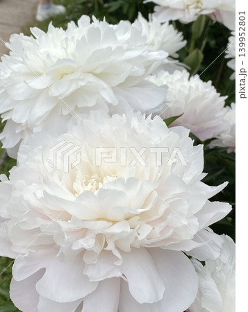 White peonies in bloom creating a delicate floral background with lush petals and green leaves White peonies in bloom creating a delicate floral background with lush petals and green leaves 139952801