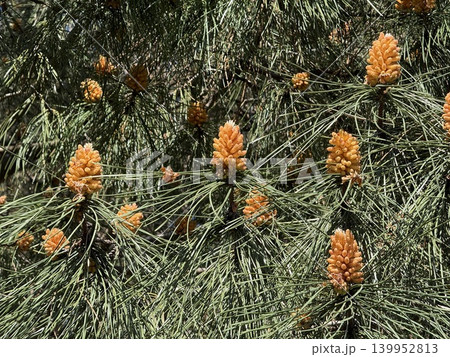 Pine tree with young orange cones and green needles creating a natural background texture Pine tree with young orange cones and green needles creating a natural background texture 139952813