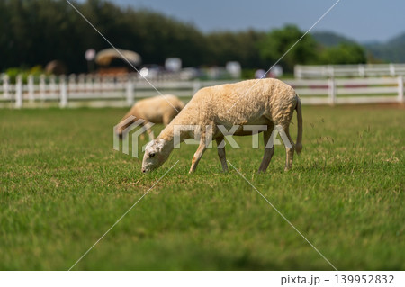 sheep on the meadow eating grass on field sheep on the meadow eating grass on field 139952832