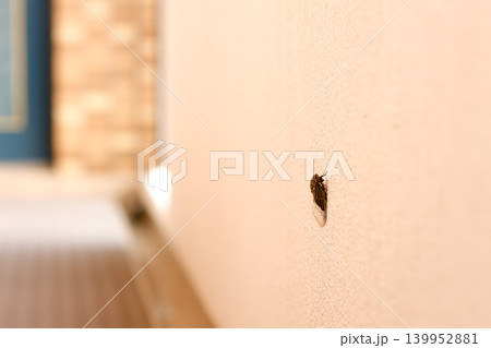 壁に止まるセミ 写真 cicada on wall 壁に止まるセミ 写真 cicada on wall 139952881