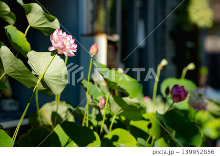 蓮の花と葉 写真 lotus flower leaves 139952886