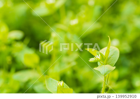 Close-up natural photo of twig tip of green grass with empty copy space on blurred yellow-green background of other plants in perspective Close-up natural photo of twig tip of green grass with empty copy space on blurred yellow-green background of other plants in perspective 139952910