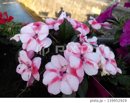 Pink and white impatiens with purple petunias. Pink and white impatiens with purple petunias. 139952929