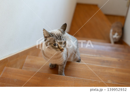 階段を上る猫 シャムトラ猫 階段を上る猫 シャムトラ猫 139952932