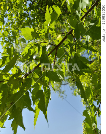 This is the low view of the Amur maple. 139953050