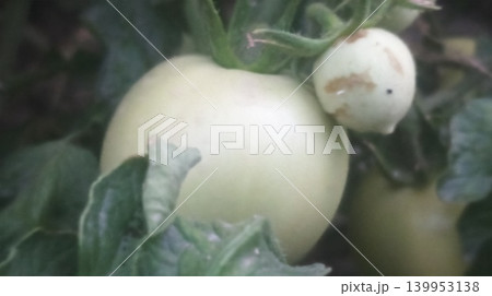 a green tomatoes growing on a branch 139953138