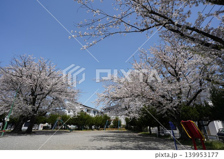 神奈川県大和市の千本桜の花吹雪 139953177