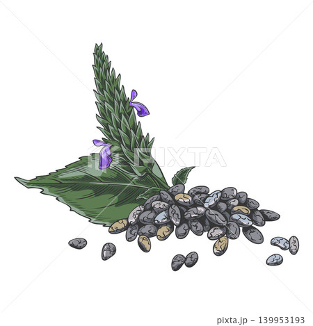Chia flower bud and leaf, hand-drawn watercolor sketch. Chia flower bud and leaf, hand-drawn watercolor sketch. 139953193