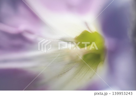 ハマヒルガオのクローズアップ写真 ハマヒルガオのクローズアップ写真 139953243
