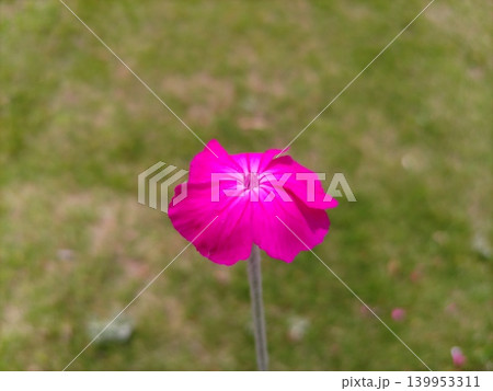 一人娘の花 一人娘の花 139953311