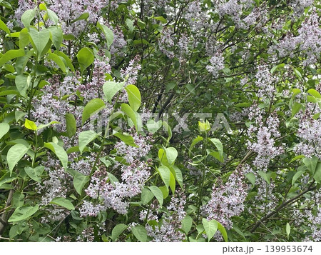 Lilac flowers in full bloom with lush green leaves creating a natural background Lilac flowers in full bloom with lush green leaves creating a natural background 139953674