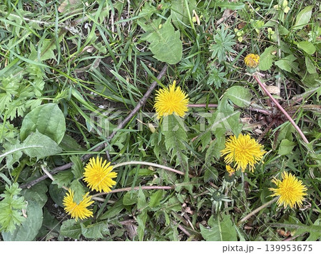 Dandelions and green grass in natural setting, ideal for use as a nature-themed background Dandelions and green grass in natural setting, ideal for use as a nature-themed background 139953675