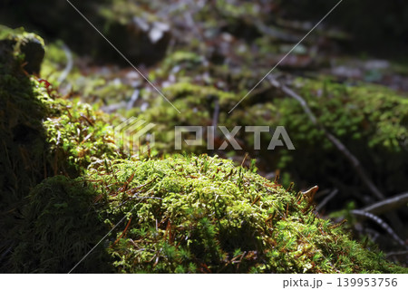 癒やしを感じるしっとりした苔むした森 癒やしを感じるしっとりした苔むした森 139953756