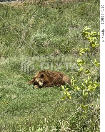 クマ出没 クマ出没 139954110