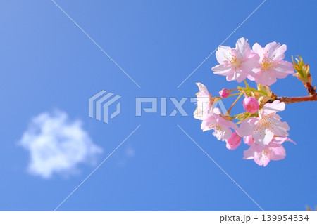 春の雲と河津桜のイメージ素材 春の雲と河津桜のイメージ素材 139954334