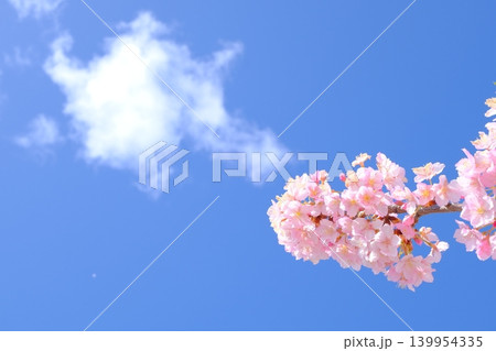 春の雲と河津桜のイメージ素材 春の雲と河津桜のイメージ素材 139954335