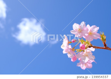 春の雲と河津桜のイメージ素材 春の雲と河津桜のイメージ素材 139954337
