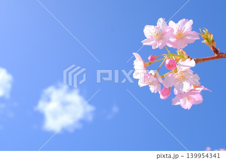 春の雲と河津桜のイメージ素材 139954341