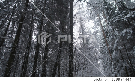 Tall trees covered in thick snow create a peaceful winter scene in a forest located in Alaska or Canada. The atmosphere is calm, highlighting nature's quiet beauty. Tall trees covered in thick snow create a peaceful winter scene in a forest located in Alaska or Canada. The atmosphere is calm, highlighting nature's quiet beauty. 139954444