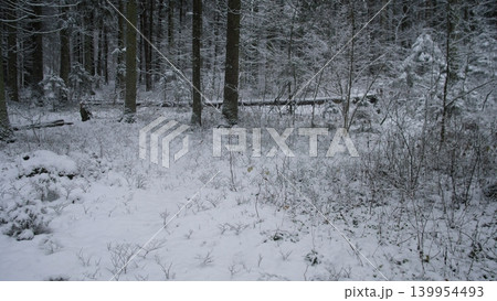 A serene winter scene in Alaska, where snow blankets the forest floor and trees stand quietly amidst the falling snowflakes. This peaceful landscape captures the essence of winter in nature. A serene winter scene in Alaska, where snow blankets the forest floor and trees stand quietly amidst the falling snowflakes. This peaceful landscape captures the essence of winter in nature. 139954493