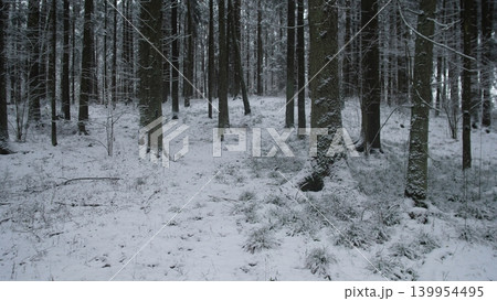 A tranquil winter scene unfolds in a snow-covered forest in Alaska and Canada. Tall trees stand proudly, blanketed in white snow, creating a peaceful atmosphere for exploration. A tranquil winter scene unfolds in a snow-covered forest in Alaska and Canada. Tall trees stand proudly, blanketed in white snow, creating a peaceful atmosphere for exploration. 139954495