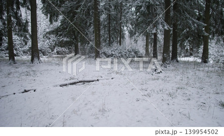 A serene winter forest blanketed in fresh snow shows tall trees standing quietly. Frosty air fills the scene, highlighting the beauty of nature in Alaska near Canada. 139954502