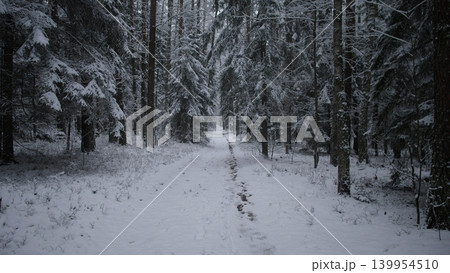 A serene winter scene features a winding path through a snowy forest in Alaska. Tall pine trees are blanketed in snow, creating a peaceful atmosphere. The dense woods are quiet and tranquil. 139954510