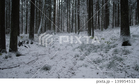 Snow blankets the ground in a serene winter forest in Alaska or Canada. Tall trees stand majestically, creating a peaceful and quiet atmosphere. 139954513