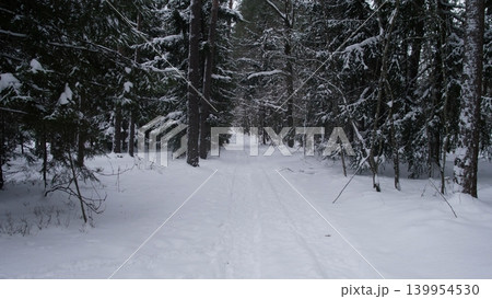 Serene Cold Forest Journey, Peaceful Exploration Through Frosty Forest Filled With Tall Trees, Quiet Winter Adventure Navigating Through Dense Evergreen Woods Blanketed In Snow Serene Cold Forest Journey, Peaceful Exploration Through Frosty Forest Filled With Tall Trees, Quiet Winter Adventure Navigating Through Dense Evergreen Woods Blanketed In Snow 139954530