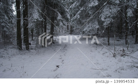 A serene winter scene showcases a snow-covered path winding through a dense forest in Alaska and Canada. Tall pine trees are blanketed in fresh snow, creating a peaceful atmosphere. A serene winter scene showcases a snow-covered path winding through a dense forest in Alaska and Canada. Tall pine trees are blanketed in fresh snow, creating a peaceful atmosphere. 139954533