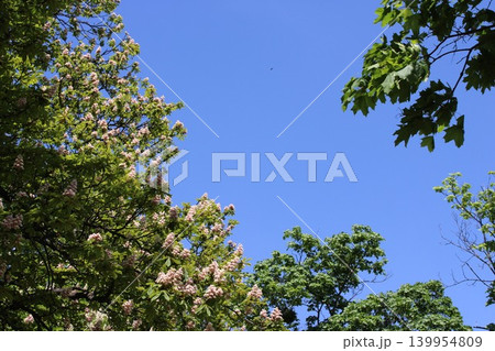 Lush green trees with pink flowering blossoms against a clear blue sky, showcasing vibrant foliage and natural beauty in a serene outdoor setting 139954809