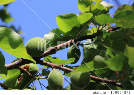 Green apricots are visible on a branch with vibrant green leaves under a clear blue sky, showcasing a healthy fruit tree in nature 139954871