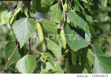 Green leaves of birch tree with elongated catkins hanging in clusters against a clear blue sky during sunny weather in a natural outdoor setting 139954872