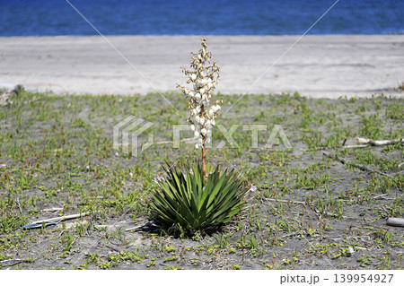 海岸の砂浜に咲くユッカラン（キミガヨラン）の花 139954927
