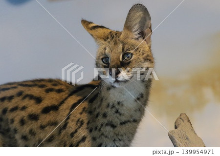 サーバルのポートレート 日本の動物園で撮影された美しい野生ネコ② 139954971