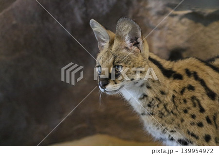 サーバルのポートレート 日本の動物園で撮影された美しい野生ネコ① サーバルのポートレート 日本の動物園で撮影された美しい野生ネコ① 139954972