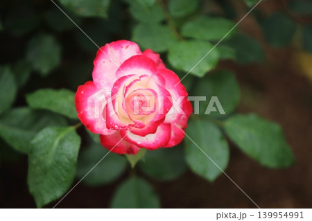 荒尾市 おもやい市民花壇 バラの花、 荒尾市 おもやい市民花壇 バラの花、 139954991