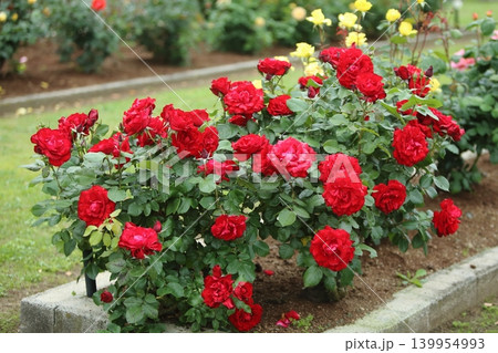 荒尾市　おもやい市民花壇　バラの花、 139954993