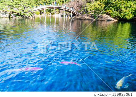 【特別名勝】栗林公園　晩秋の風景　南湖のニシキゴイと偃月橋3　香川県高松市 139955061